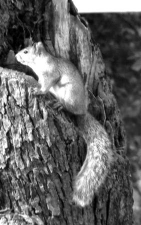 squirrel.jpg squirrel.jpg
