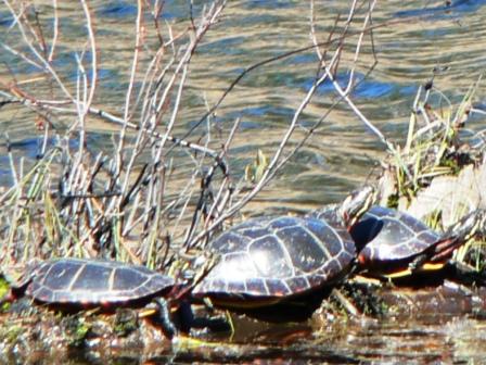 turtles.jpg turtles.jpg