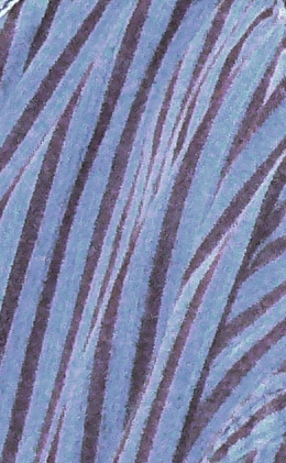 zebra_neck.jpg zebra_neck.jpg